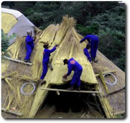 Cintsa Thatching team thatching a roof renovation