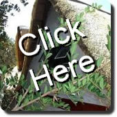 Thatched Roof Renovation